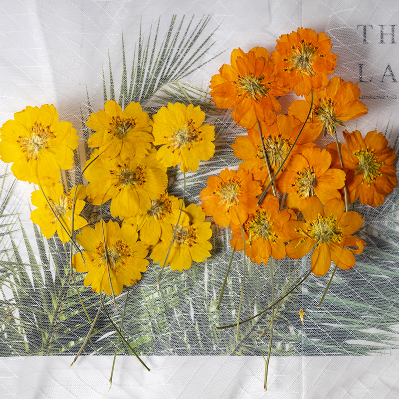 Pressed Flower Frame - 8-10cm/24pcs,Nature Pressed Cosmos Sulphureus Tiny Flower,Plant
