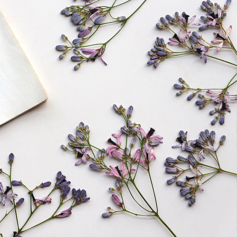 60Pcs Neem Tree Flower Branche - Pressed Flower Frame avaliação e preço