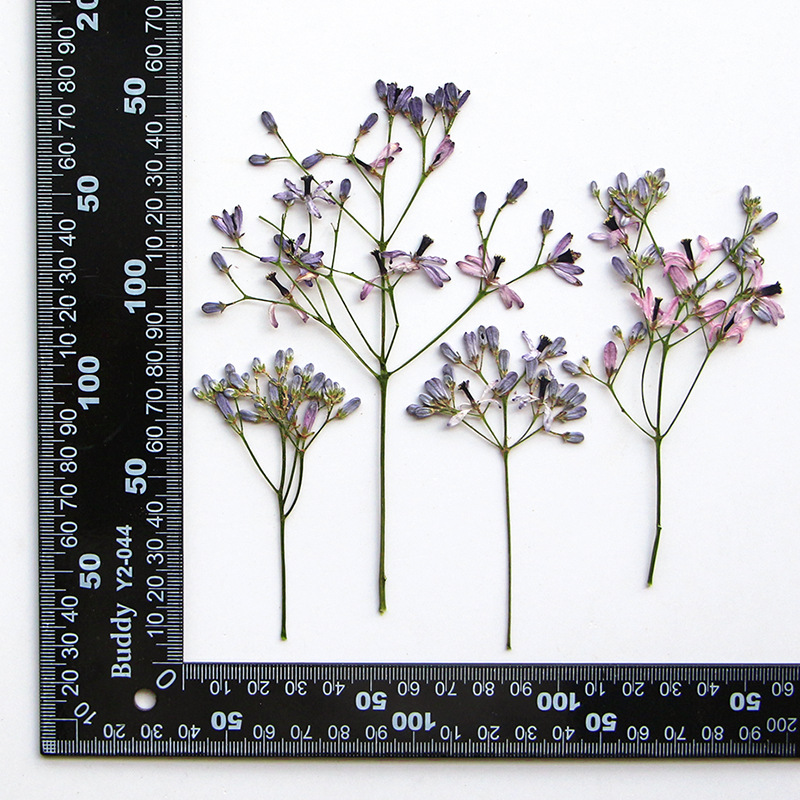 60Pcs Neem Tree Flower Branche - Pressed Flower Frame avaliação e preço