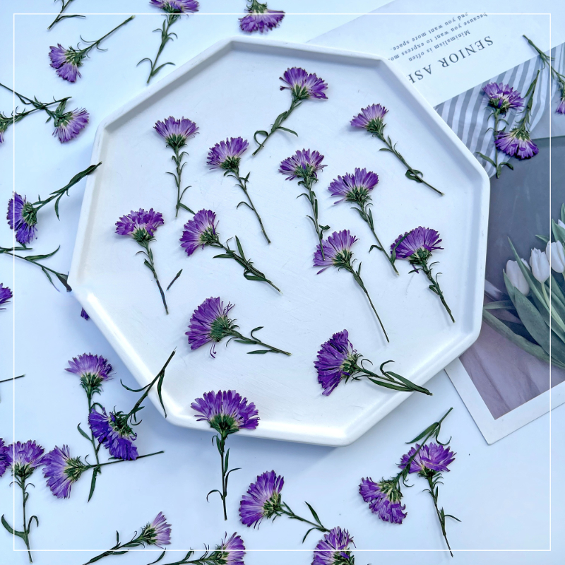 100PCS/3-6cm,Pressed Daisy Min - Pressed Flower Frame avaliação e preço