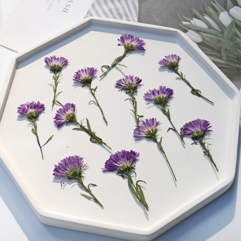 100PCS/3-6cm,Pressed Daisy Min - Pressed Flower Frame avaliação e preço